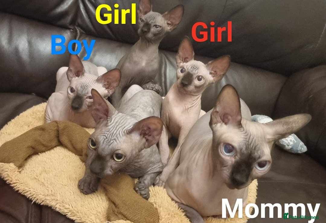 Sphynx cats for sale: Kanadian Sphynx 4 months Last One Girl in Hull - Image 5
