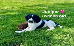 English Springer Spaniel dogs for sale: Springer Spaniels - Image 12