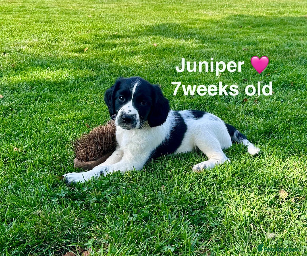 English Springer Spaniel dogs for sale: Springer Spaniels - Image 12