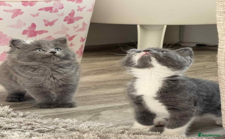 Persian cats - Advert 2