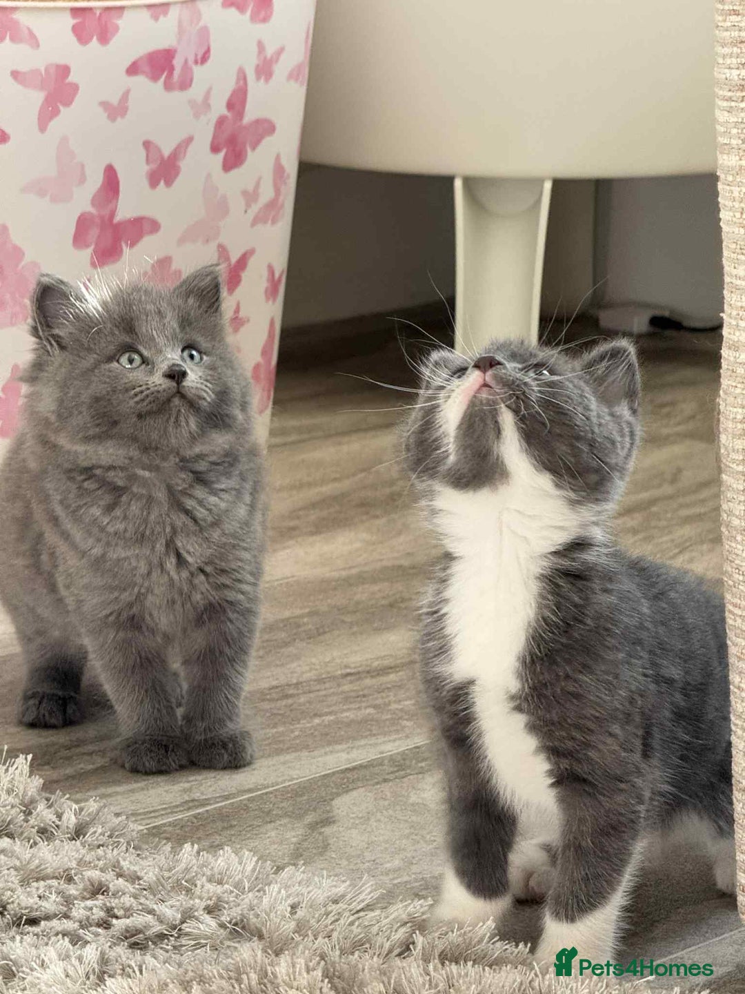 Persian cats for sale: Persian x kittens  - Image 1
