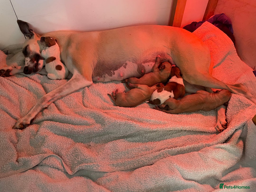 Whippet dogs for sale: 💛 Beautiful Whippet Puppy for His Forever Home ❤️ - Image 8
