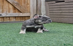 French Bulldog dogs for sale: REDUCED Fully vaccinated french bulldog puppy  - Image 9