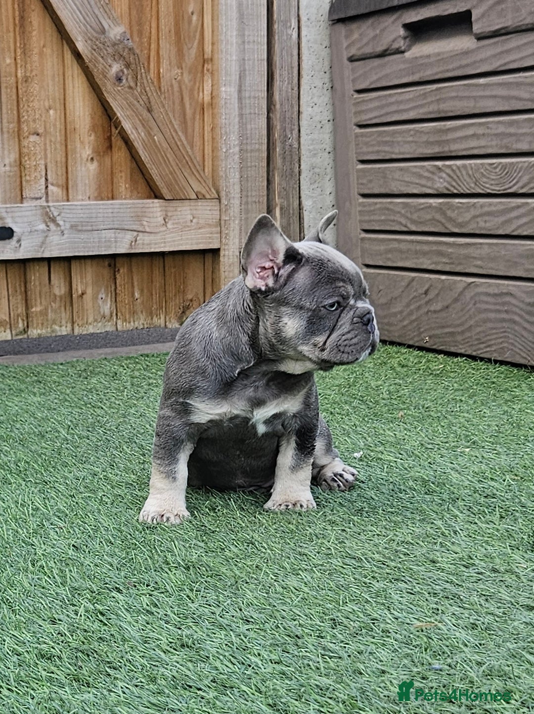 French Bulldog dogs for sale: REDUCED Fully vaccinated french bulldog puppy  - Image 9