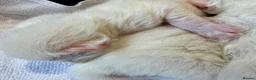 Ragdoll cats for sale: Rare Flame Lynx Ragdoll Kittens excellent Quality  - Advert 9