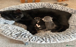 Mixed Breed cats for sale: Kittens for sale - Image 8