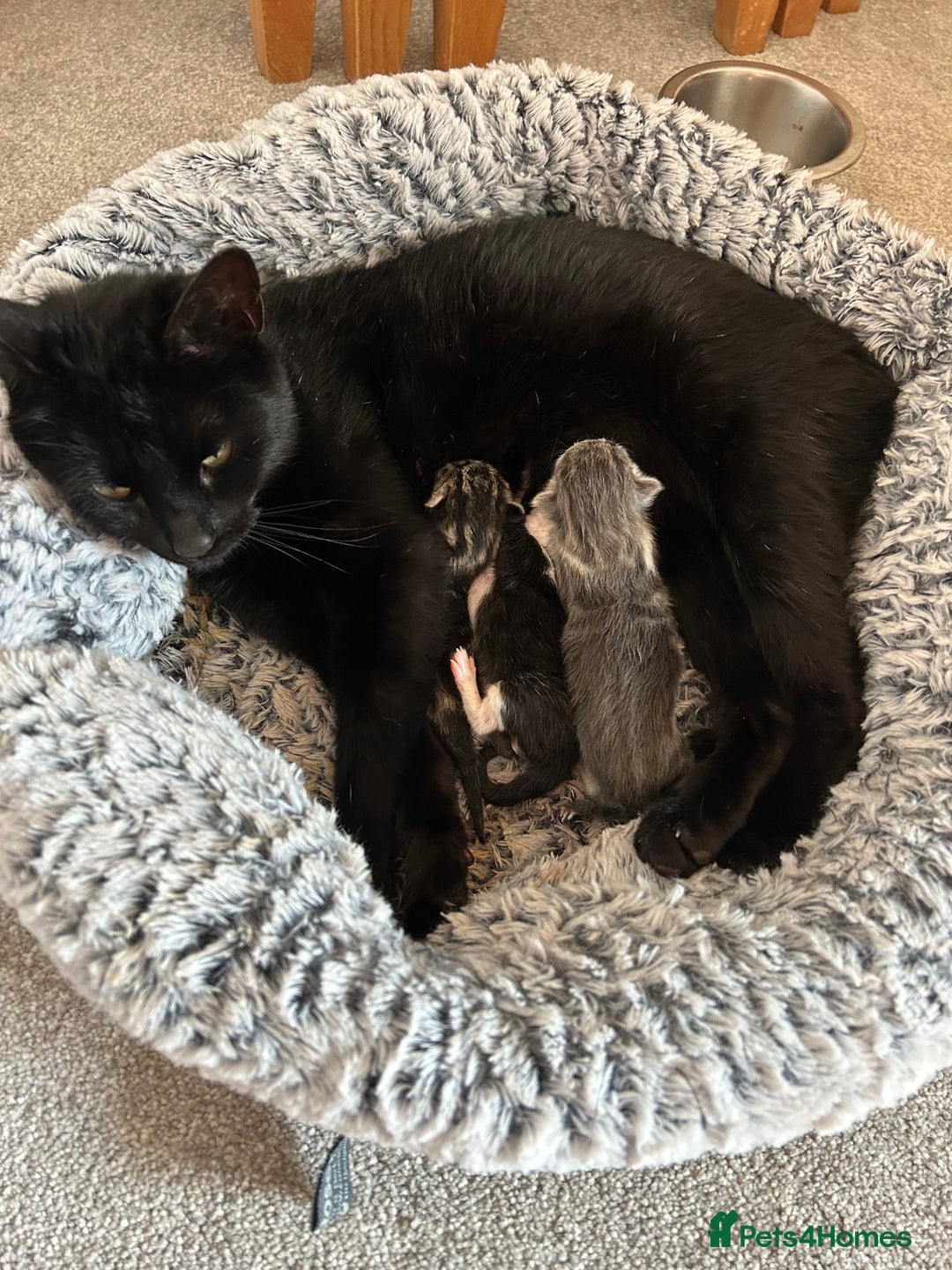 Mixed Breed cats for sale: Kittens for sale - Image 8
