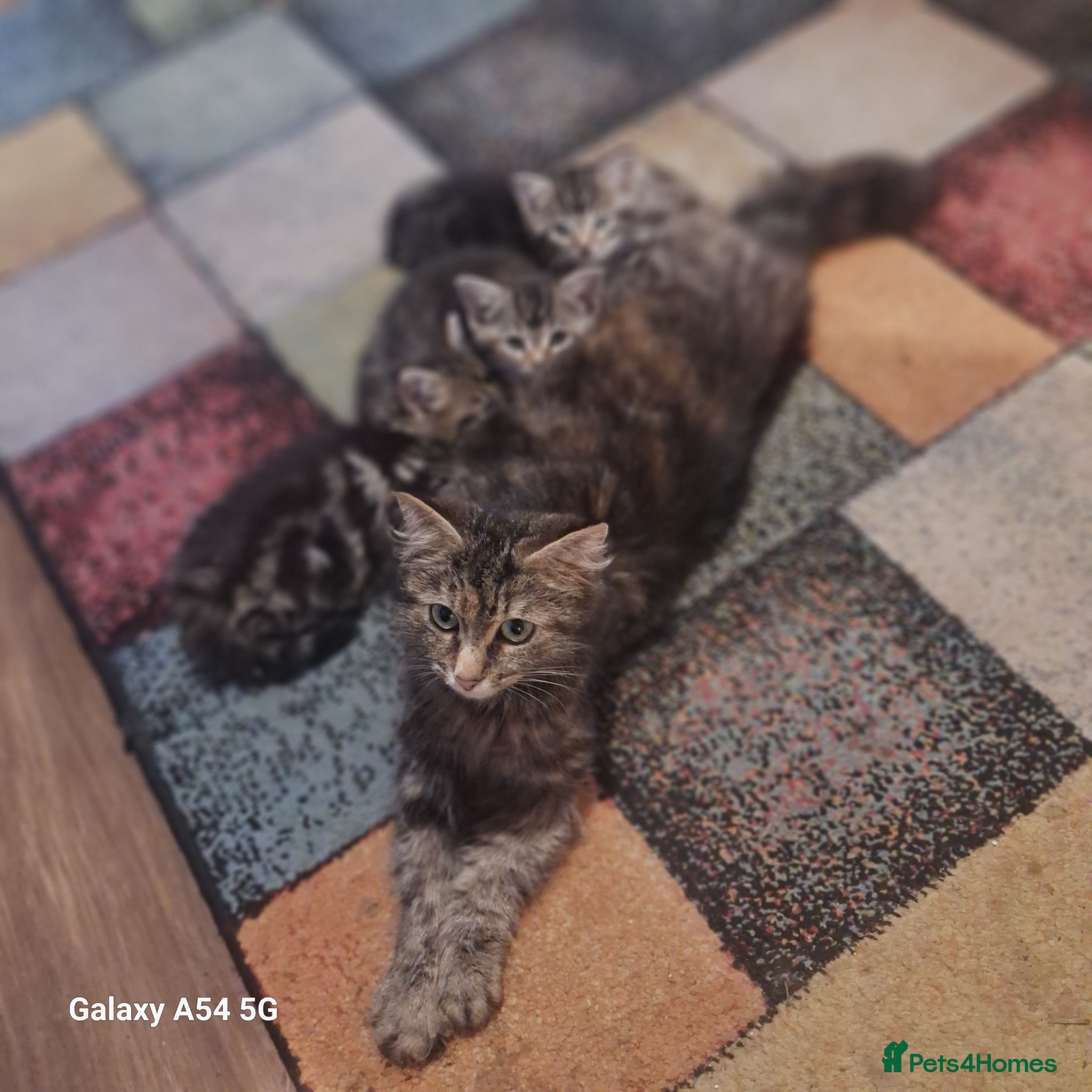 Mixed Breed cats for sale: Kittens  in Sidmouth - Advert 2