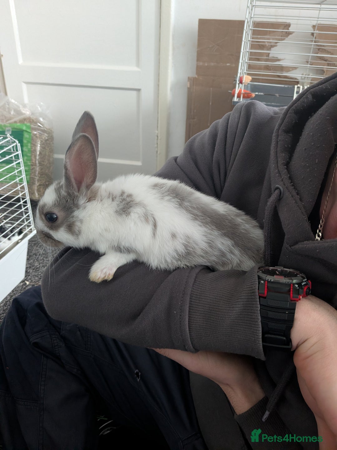 Mixed Breed rabbits for sale: Baby rabbits  - Advert 3