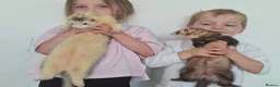 Ferret rodents for sale: Silly tame ferrets - Advert 4