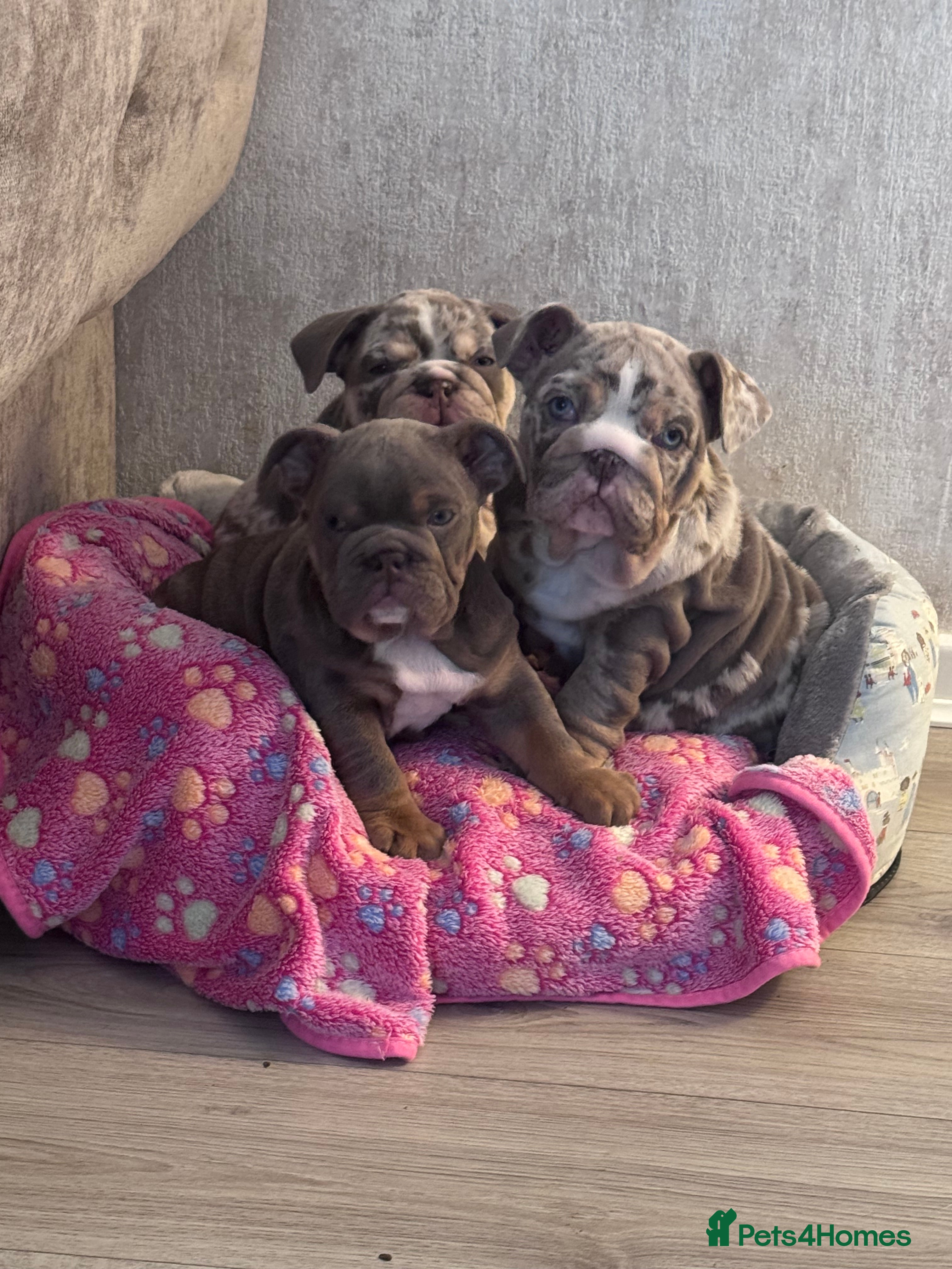 English Bulldog dogs English Bulldogs ready to leave 10/12/25  - Advert 14