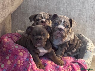 English Bulldog dogs English Bulldogs ready to leave 10/12/25 - Advert 14