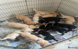 Labrador Retriever dogs for sale: Lovely Labrador puppies  - Image 20