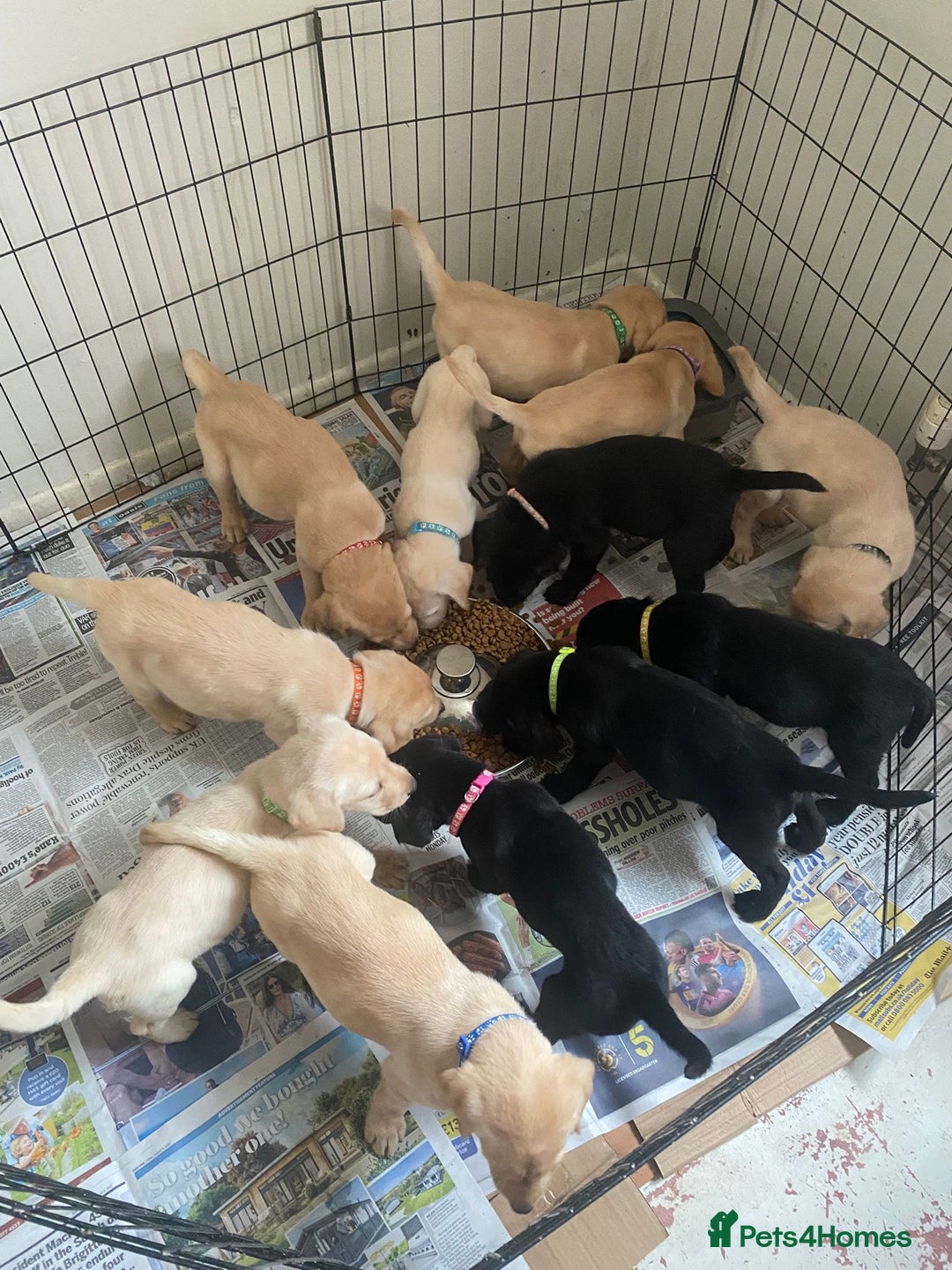 Labrador Retriever dogs for sale: Lovely Labrador puppies  - Image 20