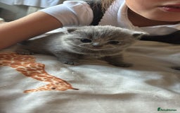British Shorthair cats for sale: Beautiful litter of pure British shorthaired - Image 3