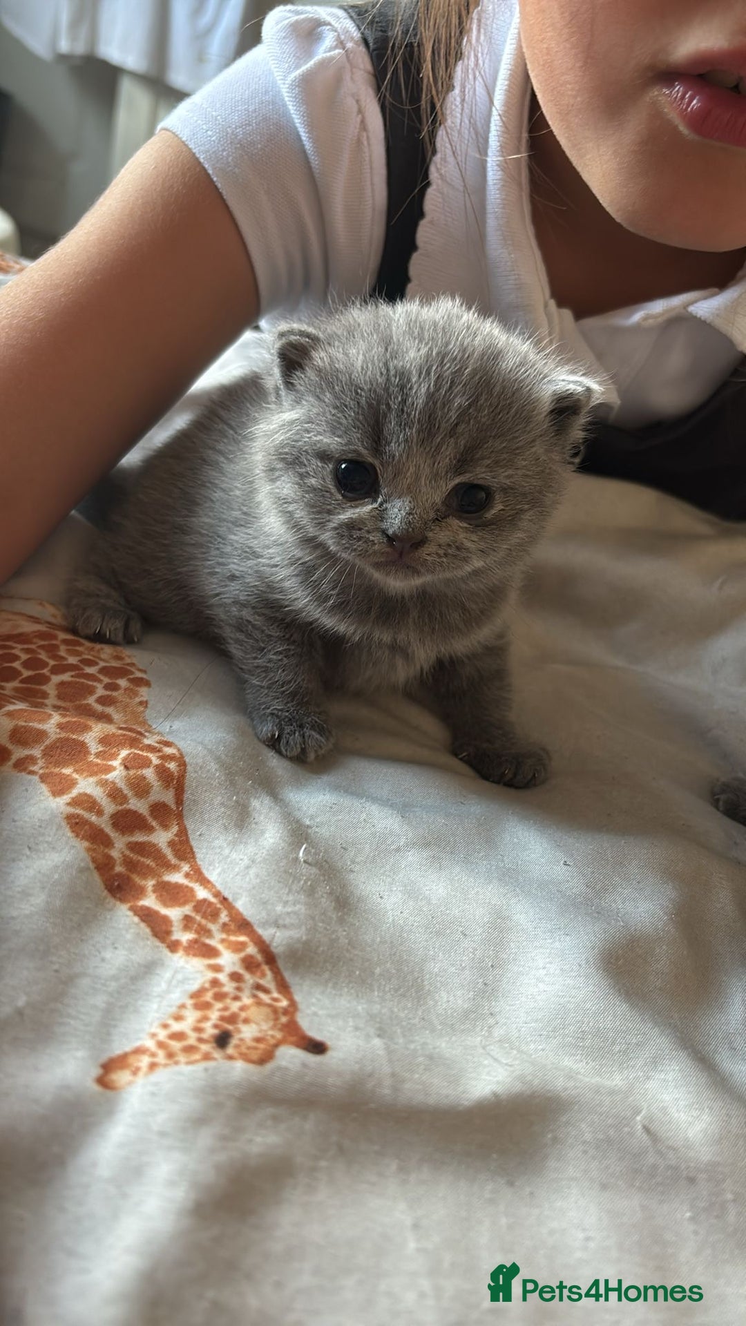 British Shorthair cats for sale: Beautiful litter of pure British shorthaired - Image 3