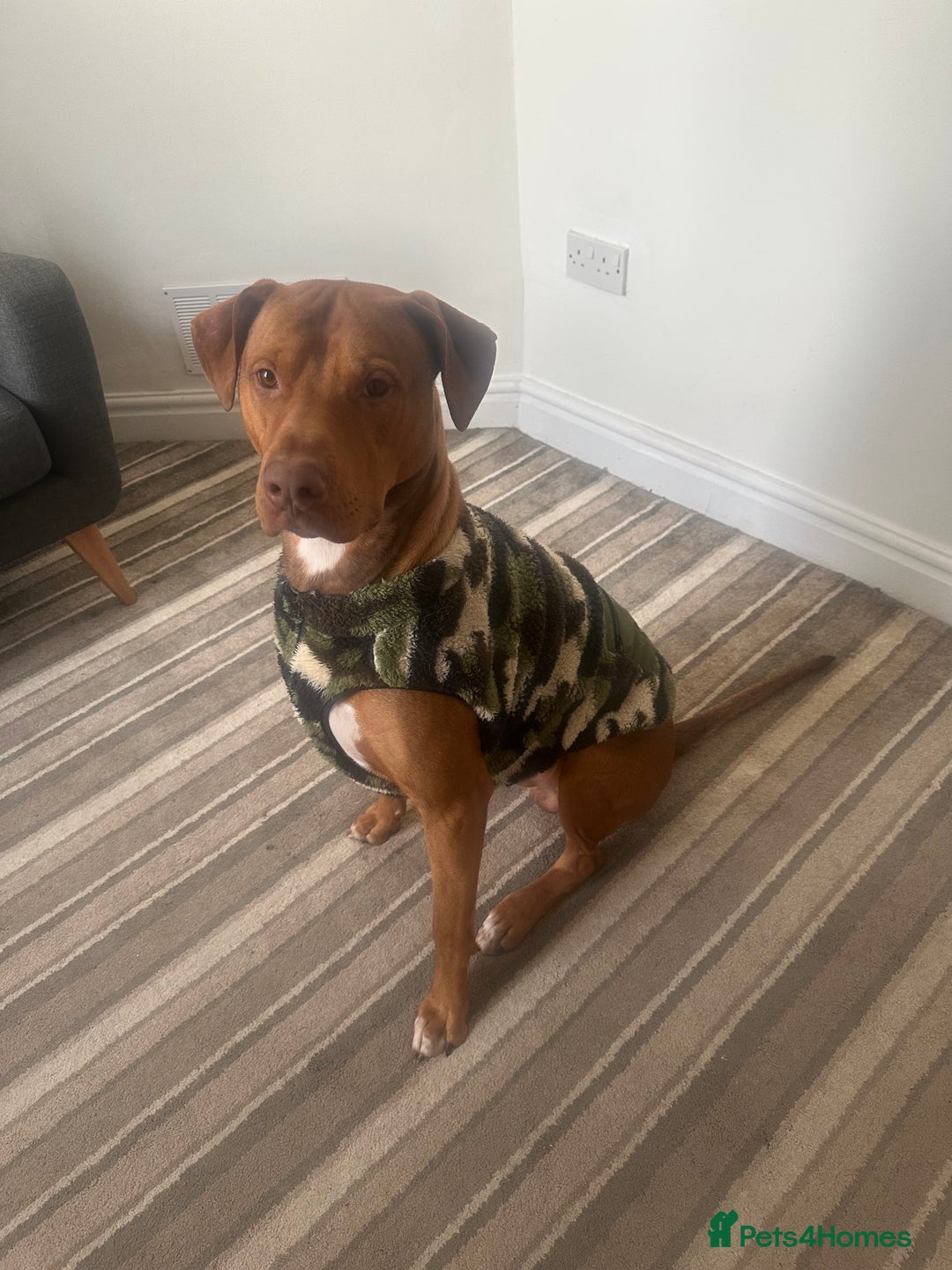 Mixed Breed dogs for sale: 2 Year Old Doberman cross American Bully - Advert 8