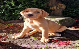 Mixed Breed dogs for sale: Labrador Cross Pups - Image 5