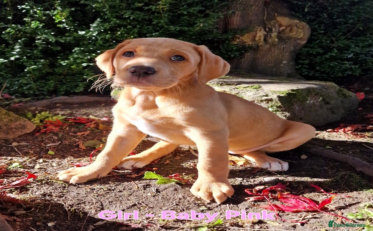 Mixed Breed dogs - Advert 4