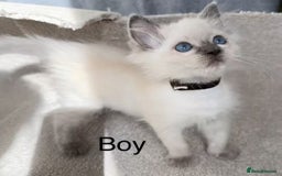Ragdoll cats for sale: 2 Ragdoll kittens - Image 3