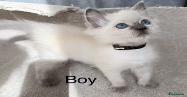 Ragdoll cats - Advert 8