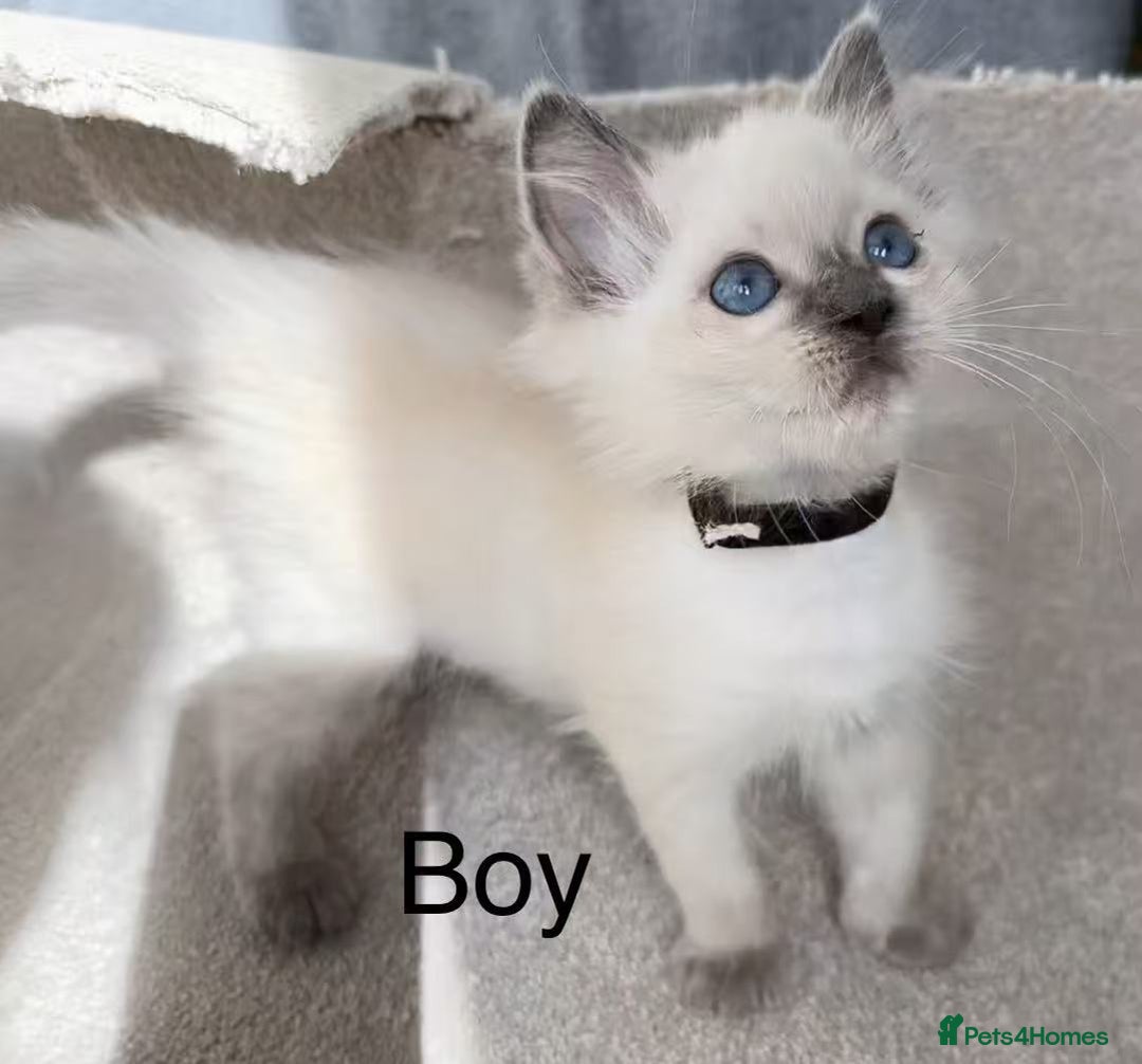 Ragdoll cats for sale: 2 Ragdoll kittens - Image 3