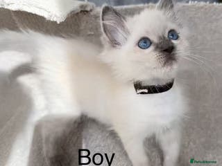 Ragdoll cats 2 Ragdoll kittens - Advert 19