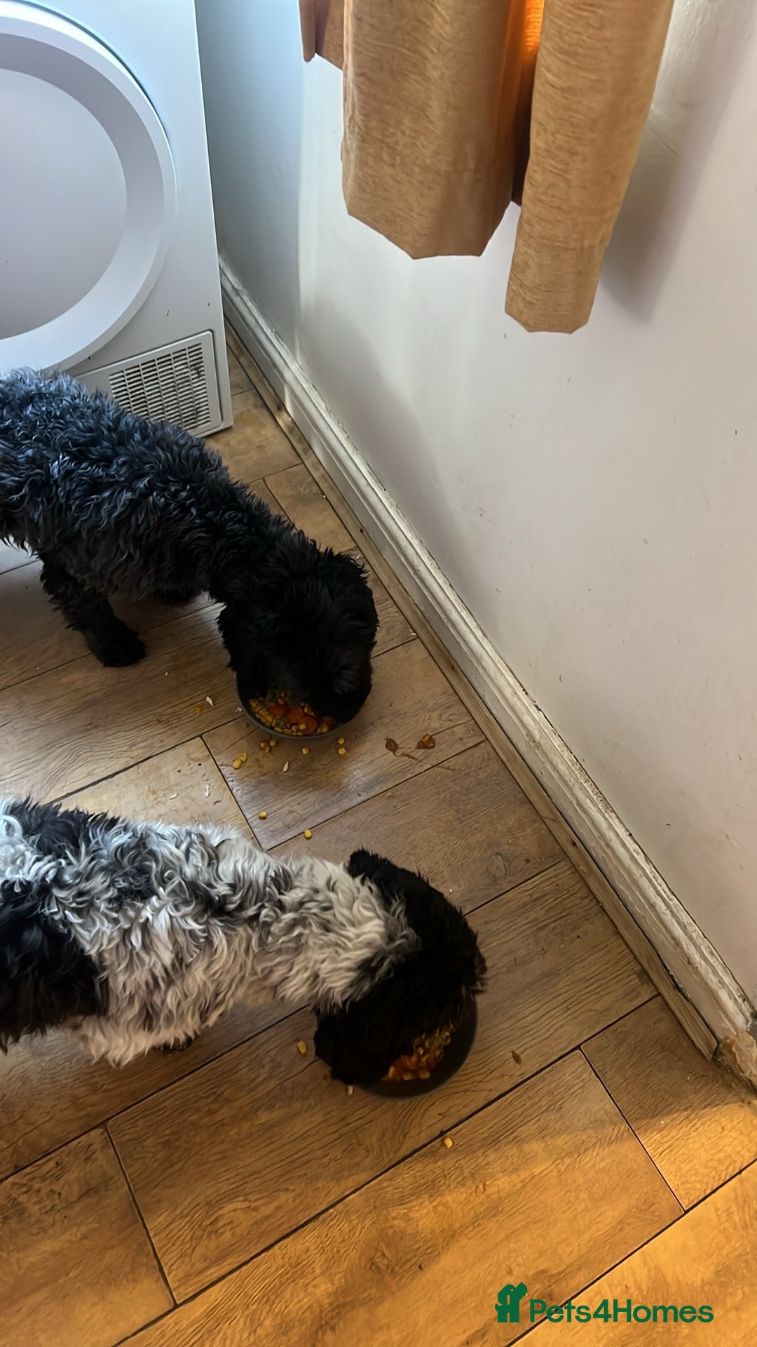 Mixed Breed dogs for sale: Dogs for rehoming  - Image 2