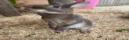 Guinea Pig rodents for sale: Beautiful, Well Handled Mini Rex Doe - Advert 5