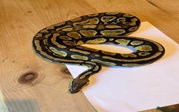 Python Snake reptiles for sale: Royal Python (Fire Yellow Belly) – Female - Image 4