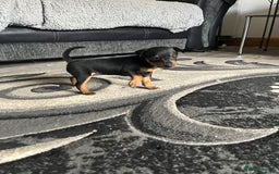 Miniature Pinscher dogs for sale: KC Miniature Pinscher puppies - Image 4