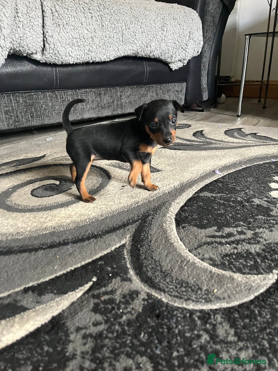 Miniature Pinscher dogs for sale: KC Miniature Pinscher puppies - Image 4