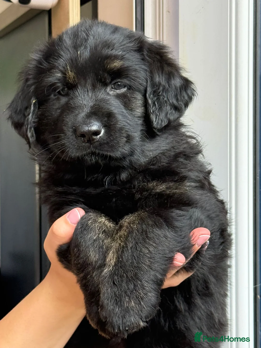 Golden Shepherd dogs for sale: ⭐ Golden Shepherd Puppies | ENS & ESI Raised ⭐ - Advert 2