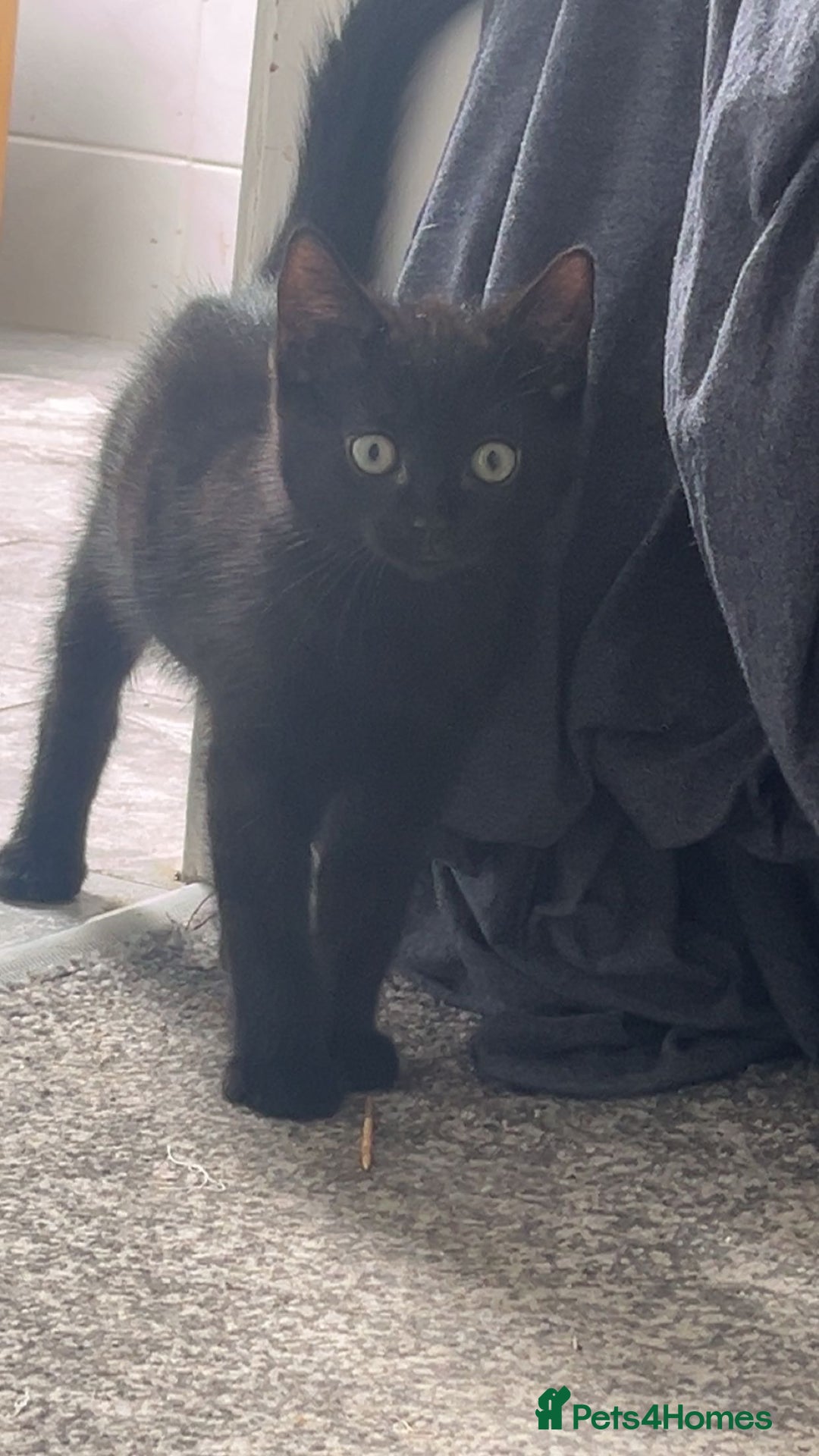 Domestic Shorthair cats for sale: Lovely male kitten for sale - Image 2