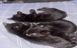 Mixed Breed cats for sale: Black Kittens - Image 8