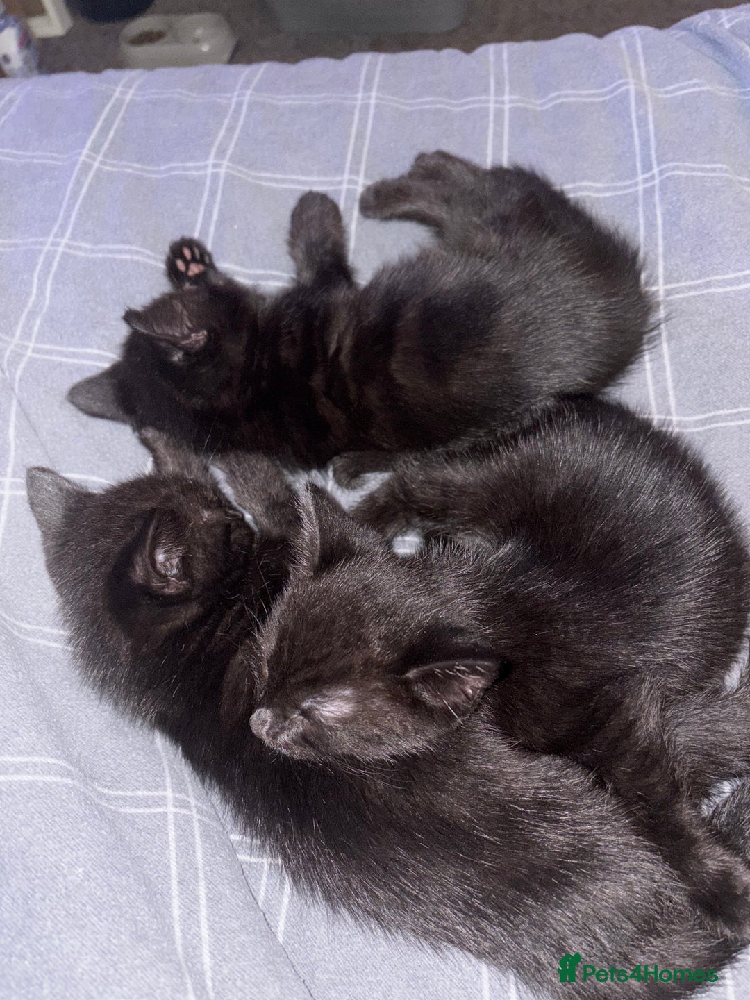 Mixed Breed cats for sale: Black Kittens - Image 8