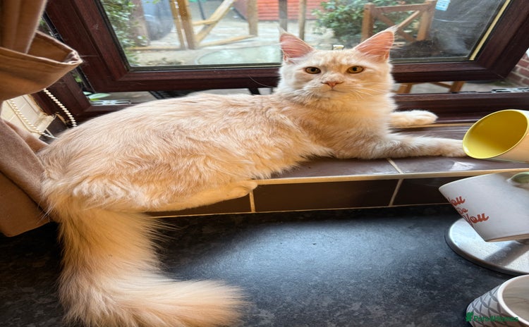 Maine Coon cats in Boston - Advert 3
