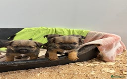 Border Terrier dogs for sale: Border Terriers - Image 2