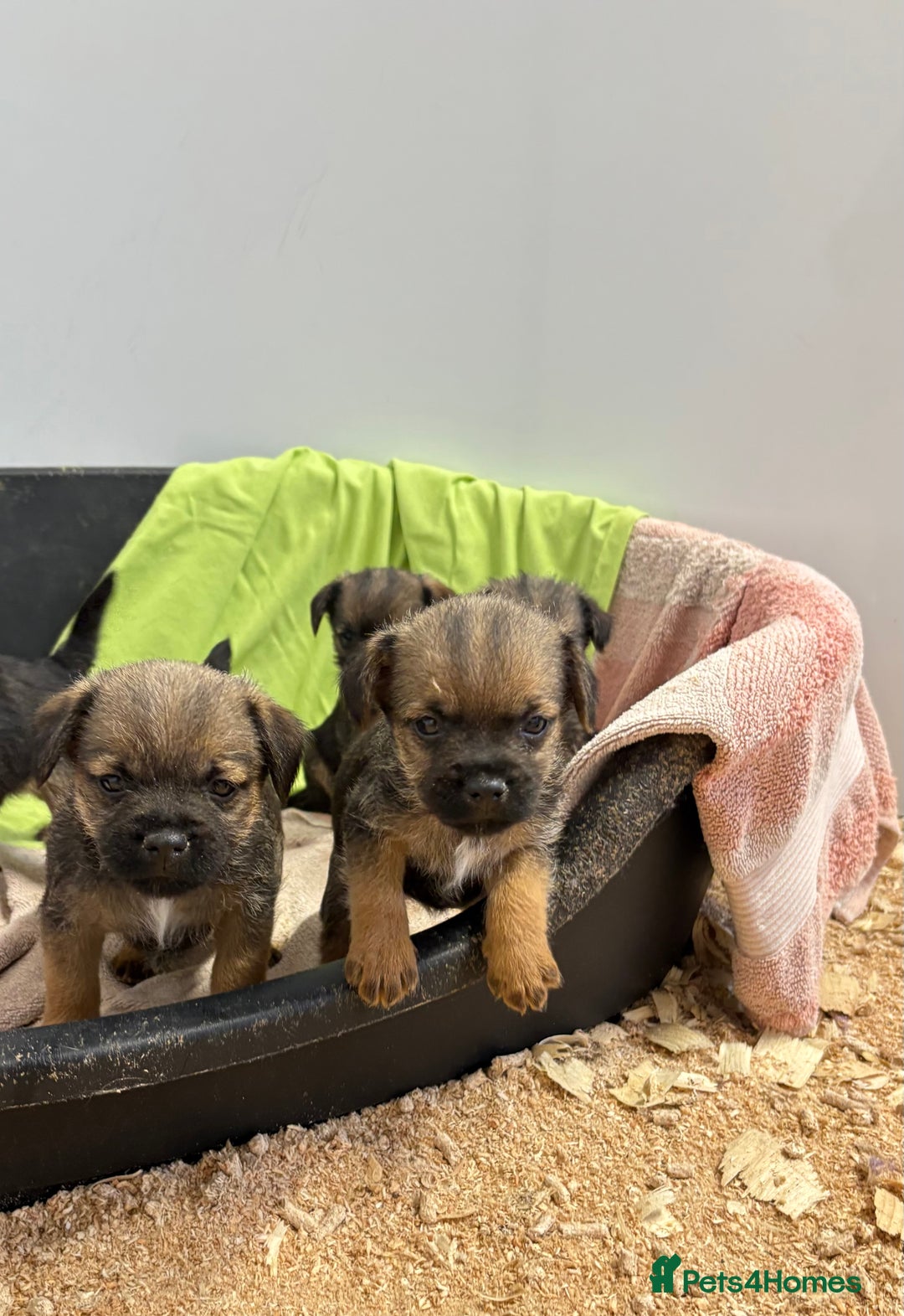 Border Terrier dogs for sale: Border Terriers - Image 2