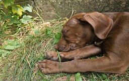 Mixed Breed dogs for sale: Springer Staffs  in St Albans - Image 9