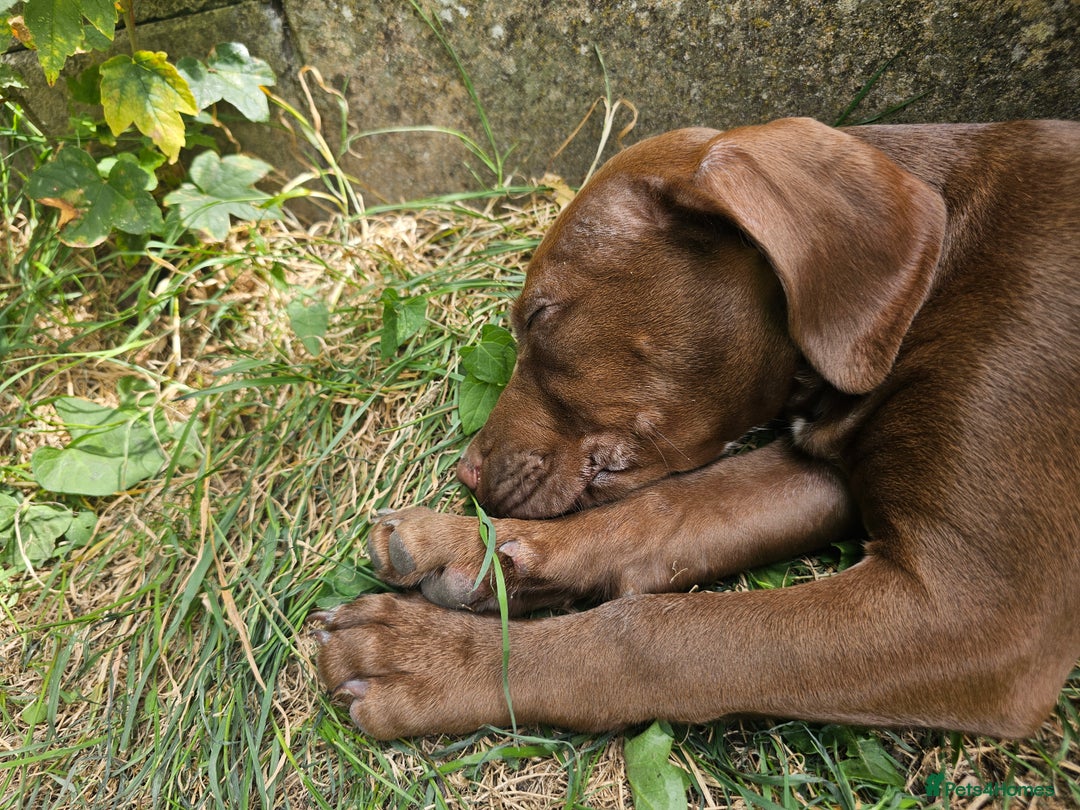 Mixed Breed dogs for sale: Springer Staffs  in St Albans - Image 9