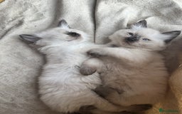 Ragdoll cats for sale: Adorable Ragdoll Kittens  - Image 15