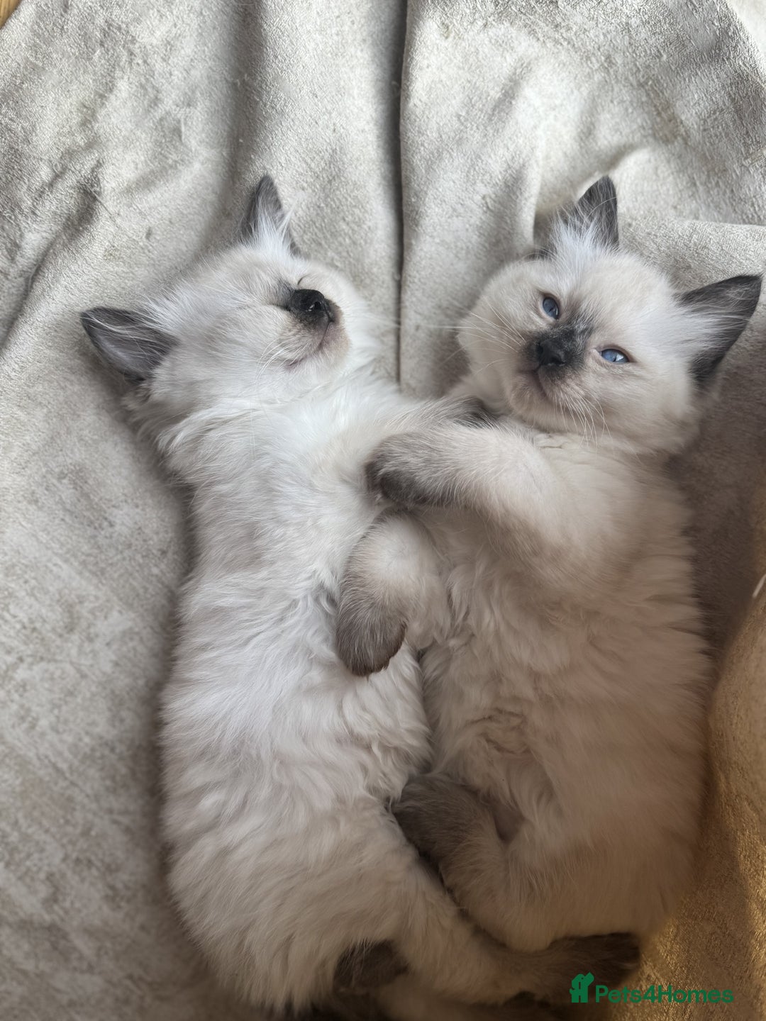 Ragdoll cats for sale: Adorable Ragdoll Kittens  - Image 15