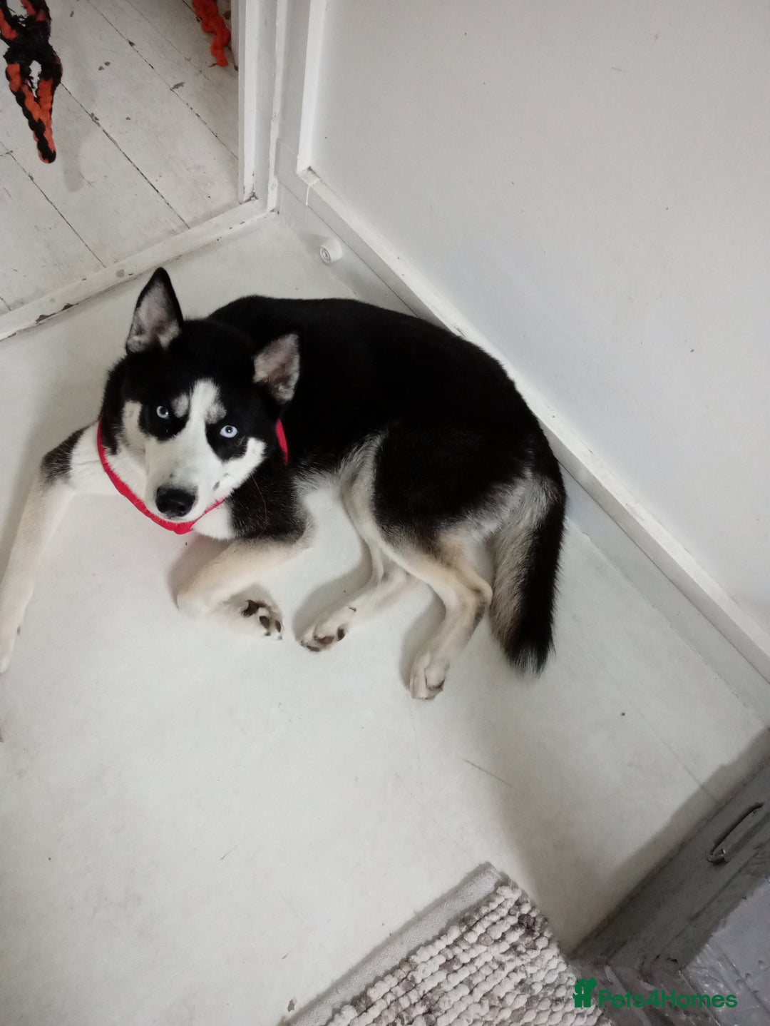 Utonagan dogs for sale: happy, clever boy - Image 3