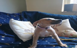 Mixed Breed dogs for sale: Bull cross suluki greyhound  - Image 8