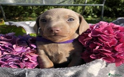 Miniature Dachshund dogs for sale: Miniature Dachshund (Isabella Tan line) - Image 11