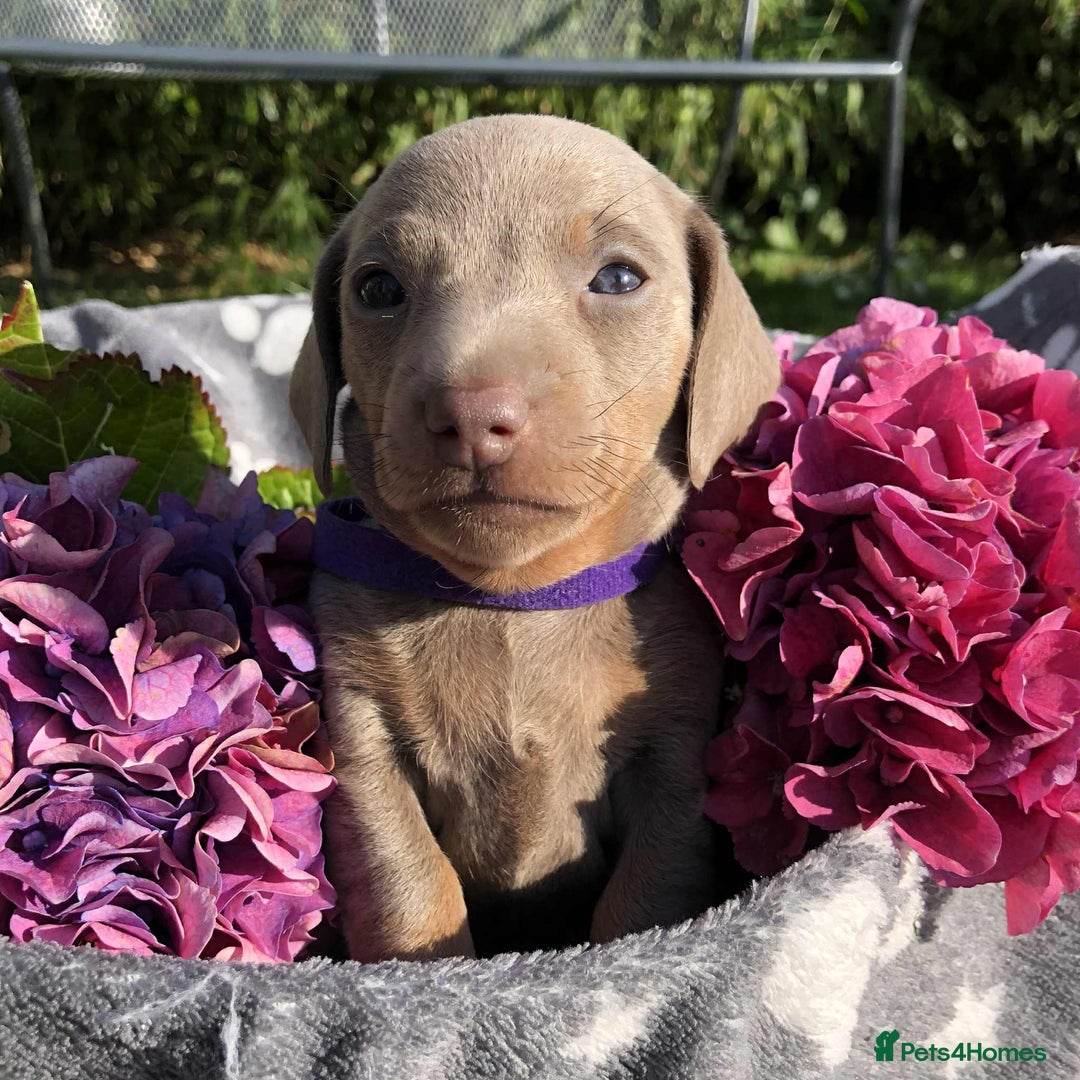 Miniature Dachshund dogs for sale: Miniature Dachshund (Isabella Tan line) - Image 11