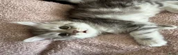 Maine Coon cats for sale: Last Beautiful Maine Coon Kitten Ready Now 🐾 - Advert 16