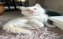 Ragdoll cats for sale: Pure longhair Ragdoll Kittens - Raised with Soul - Image 17