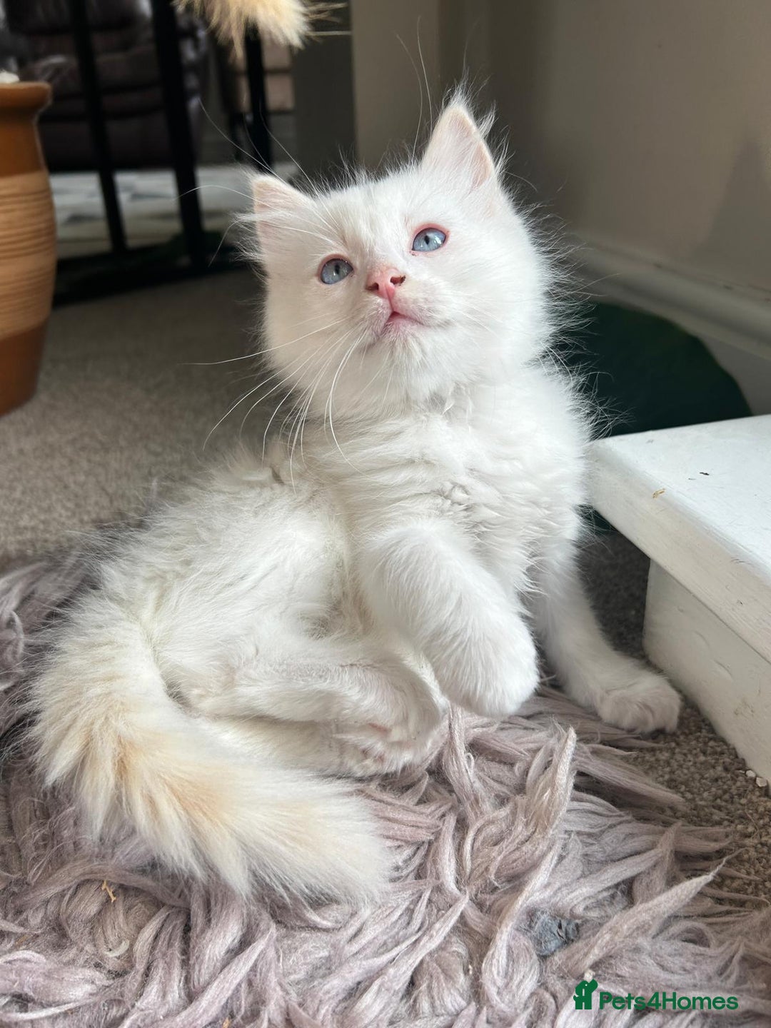 Ragdoll cats for sale: Pure longhair Ragdoll Kittens - Raised with Soul - Image 17